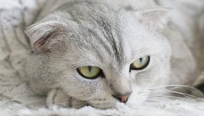 鼎刷pos机交易没到账怎么办?